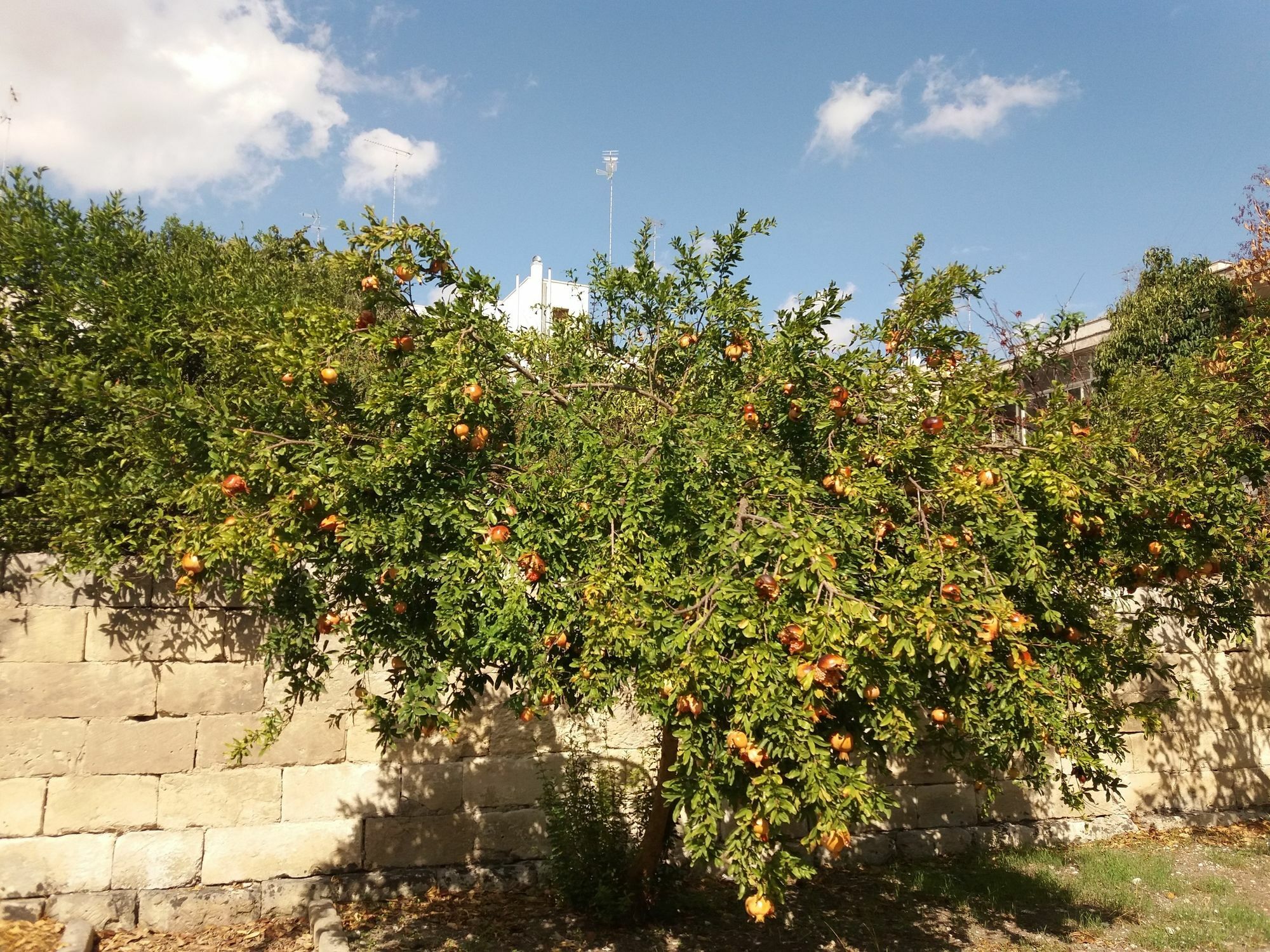 Il Giardino Delle Margherite Lecce Exterior photo